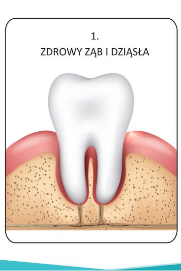 Grafika zdrowy ząb i dziąsła