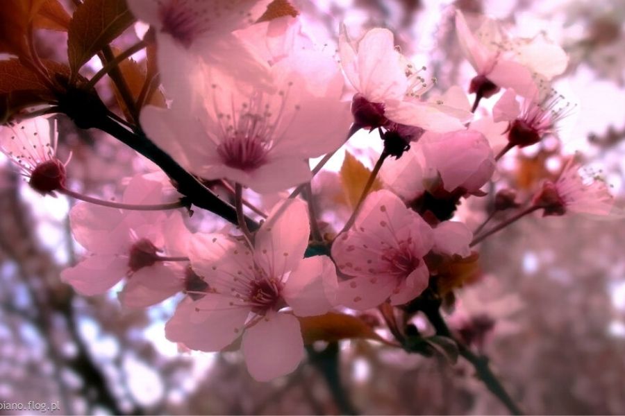 Kwiat japońskiej wiśni zawarty w paście do zębów. Jesteś ciekawy jak smakuje?